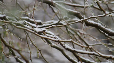 Snow on a Palo Verde Tree Stock Footage 23486491