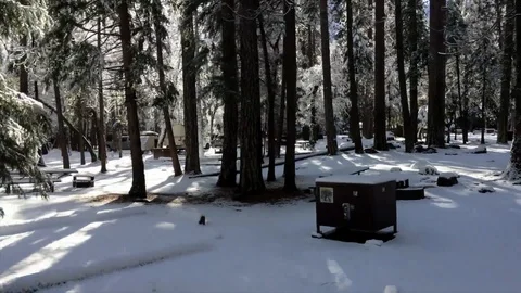 Snow park cold winter forest Stock Footage 98677158