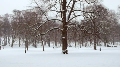 Snow in the park Stock Footage 46510900