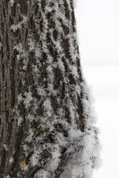 Snow partially covering bark of tree in forest with snowy field in background in Stock Photos