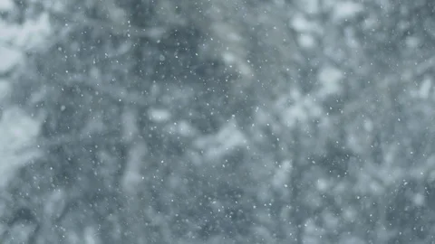Snow particles falling on winter forest fir and pine trees. Stock Footage 125133984
