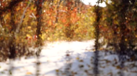Snow path in autumn park. Multicolored autumn wood in the first snow. Stock-Footage 43018422