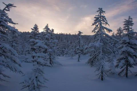 Snow path leading to the forest Stock Photos