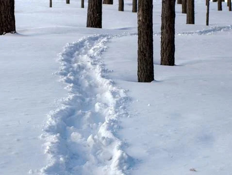 A snow path in the pine forest Stock Photos