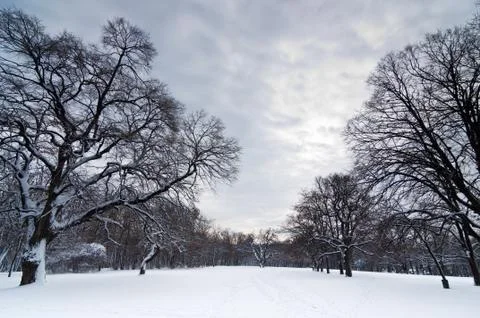 Snow path through forest clearing under heavy winter clouds at Kosutnjak forest Stock Photos