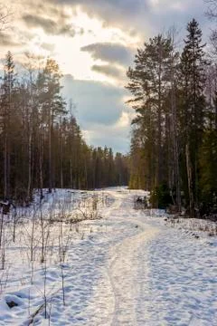 Snow path for walks in a pine forest on spring, vertical image 스톡 사진
