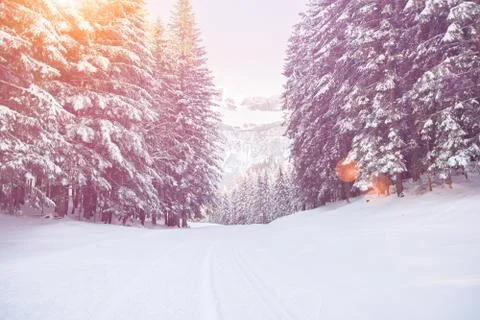 Snow path in winter forest sunset Stock Photos