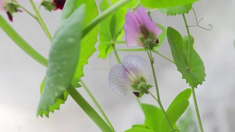 Snow pea flowers Stock Footage 75419897