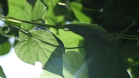 Snow Pea Plant Stock Footage 186900778
