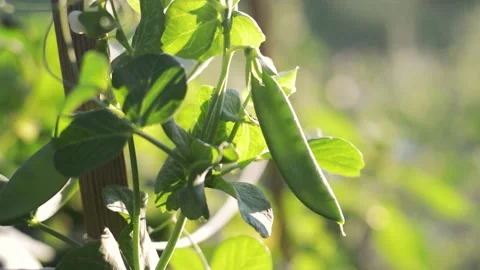Snow pea plant growing in an organic garden Stock Footage