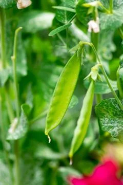 Snow Pea Pod Foto stock