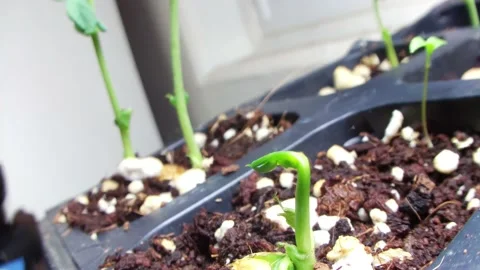 The snow pea stretch #2 Stock-Footage 174132124