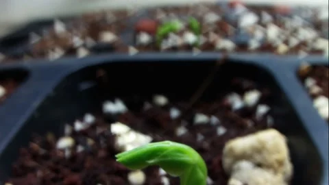 The snow pea stretch Stock-Footage 174130753