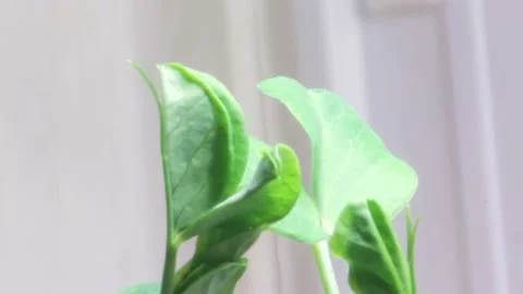 Snow Pea Timelapse Stock-Footage 174132137
