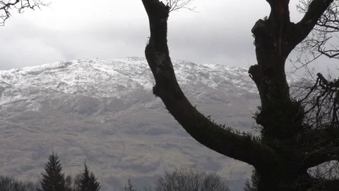 Snow peaked mountain through tree Stock Footage 71391847