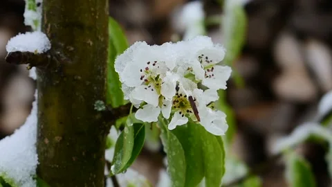 Snow on pear flowers Stock Footage 130368939