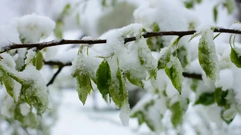 Snow on pear leaves Stock Footage 130368915