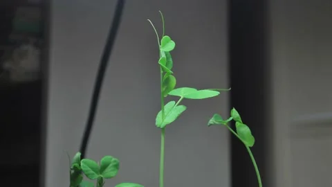 Snow Peas in action Stock-Footage 174130289