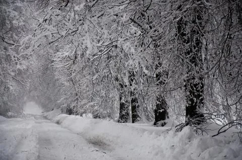 The snow Stock Photos