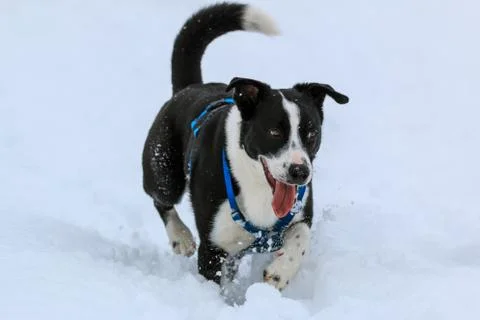 In the snow Stock Photos