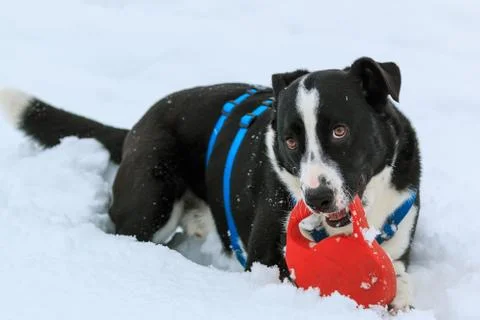 In the snow Stock Photos