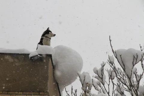 Snow  Stock Photos