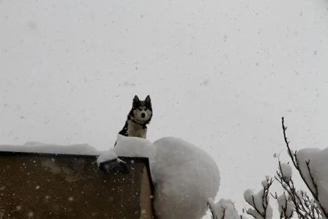 Snow  Stock Photos