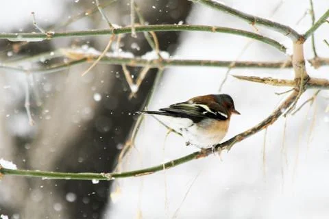 Snow  Stock Photos