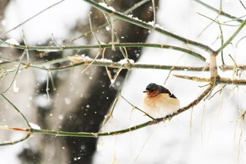 Snow  Stock Photos