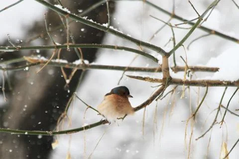 Snow  Stock Photos