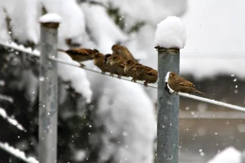 Snow  Stock Photos