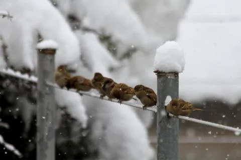 Snow  Stock Photos