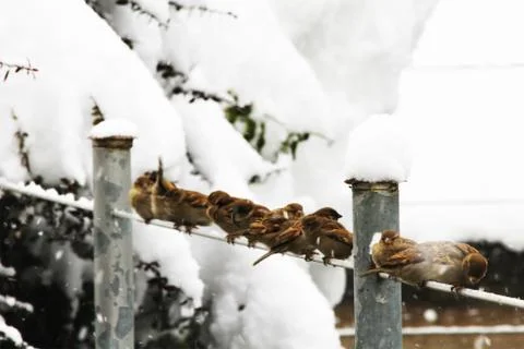 Snow  Stock Photos