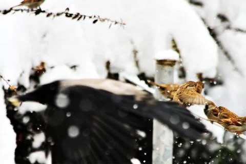 Snow  Stock Photos