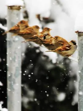 Snow  Stock Photos