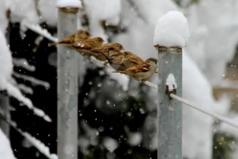 Snow  Stock Photos
