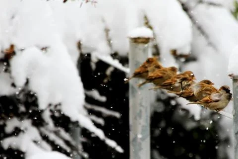 Snow  Stock Photos
