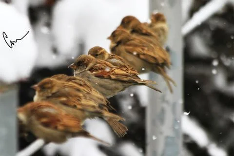 Snow  Stock Photos