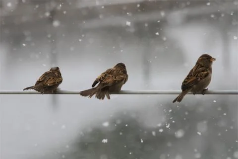 Snow  Stock Photos