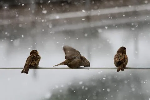 Snow  Stock Photos
