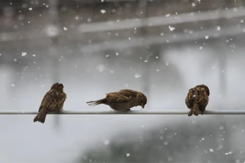 Snow  Stock Photos