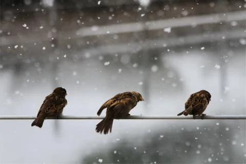 Snow  Stock Photos