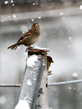 Snow  Stock Photos
