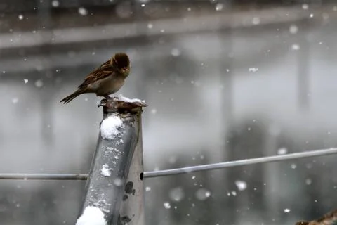 Snow  Stock Photos