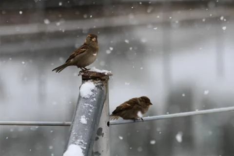 Snow  Stock Photos