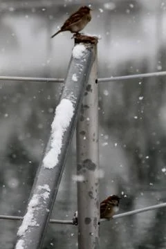 Snow  Stock Photos