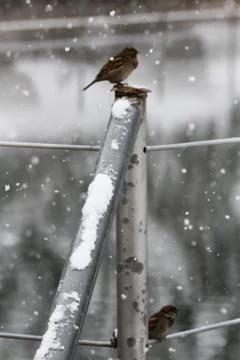 Snow  Stock Photos