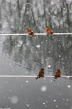 Snow  Stock Photos