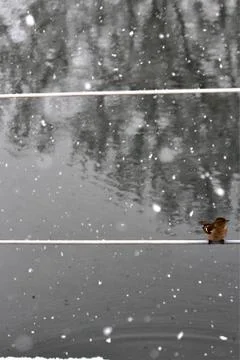Snow  Stock Photos