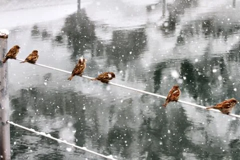 Snow  Stock Photos